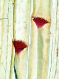 Cucurbita Plant Stem Showing Phloem and Sieve Plates