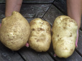 Irish Potatoes (Solanum Tuberosum)