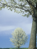 Bradford Pear Trees in Full Bloom  Kentucky  USA