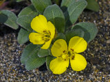 Beach Evening Primrose  Camissonia Cheiranthifolia   San Simeon State Park  California  USA