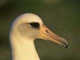 Laysan Albatross Head  Diomedea Immutabilis  Midway Atoll National Wildlife Refuge  USA