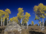 Quaking Aspens  Populus Tremuloides  in the Fall  Grand Teton National Park  Wyoming  USA
