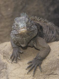 Male Grand Caymen Blue Iguana (Cyclura Nubila Lewisi) Endangered