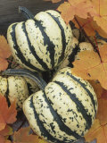 Winter Squash  Sweet Dumpling Variety