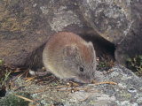Boreal Red-Backed Vole (Clethrionomys Gapperi)  North America