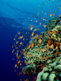 Schooling Lyretail Anthias and Near a Coral Reef (Pseudanthias Squamipinnis) Red Sea