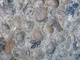 Fossil Brachiopods (Strophomena Planumbona)  Ordovician Period  505-440 MYA  Ohio