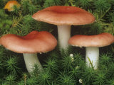 Red Russula Mushrooms on the Forest Floor Among Mosses  Russula Rosacea  Eastern USA