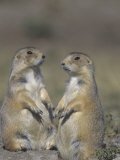 Black-Tailed Prairie Dogs Near the Opening to their Burrow  Cynomys Ludovicianus  Western USA
