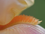 Close-Up of Beard on Iris Flower  Louisville  Ky