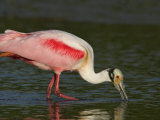 Roseate Spoonbill Feeding  Ajaia Ajaja  Southern USA