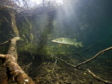 Northern Pike (Esox Lucius)  Echinger Weiher Lake  Germany