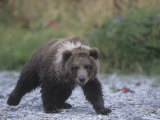 Brown Bear Cub (Ursus Arctos)  Kodiak Island  Alaska  USA