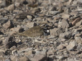 Killdeer (Charadrius Vociferous) Incubating Eggs on its Ground Nest on Rocky Soil  North America