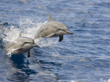 Two Spinner Dolphins (Stenella Longirostris) Leaping into the Air at the Same Time  Hawaii  USA