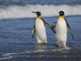 King Penguins (Aptenodytes Patagonicus) Walking Along the Beach  Salisbury Plain  South Georgia