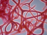 Marine Sponge Fibers