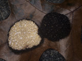 A Black Truffle (Tuber Melanosporum)  Appalachian Mountains  North Carolina  USA