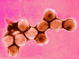 Adenovirus