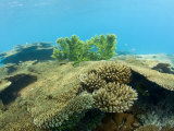 Corals in Bikini Lagoon  Marshall Islands  Bikini Atoll  Micronesia  Pacific Ocean