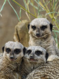 Group of Meerkats (Suricata Suricatta)