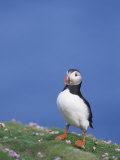 Atlantic Puffin    Fratercula Artica