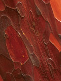 Pacific Yew Tree Bark  Close Up (Taxus Brevifolia) Olympic National Park  Washington