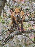 Red Fox in a Tree  Vulpes Vulpes  North America