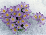 Crocus Flowering in the Snow