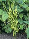 Soybeans