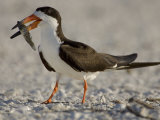 Black Skimmer  Rynchops Niger  with Fish Prey in its Bill  Southern USA