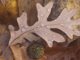 White Oak Tree Fall Leaves with Rain Drops on the Forest Floor  Quercus Alba  North America
