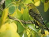 Female Scarlet Tanager (Piranga Olivacea) in Fall Sassafras Eastern USA