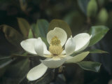 Southern Magnolia Flower (Magnolia Grandiflora)  Southern North America