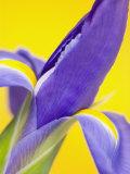 Close-Up of an Iris Flower