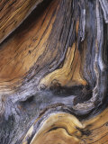Detail of Ancient Wood of the Bristlecone Pine  Pinus Aristata  Colorado  USA