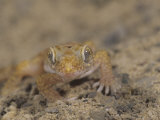 Israeli Sand Gecko  Stenodactylus Petrii  Israel