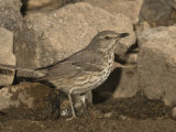 Sage Thrasher Drinking at a Water Drip (Oreoscoptes Montanus)  Arizona  USA