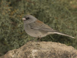 Dark-Eyed Junco  Gray-Headed Form  Perched on a Rock (Junco Hyemalis)  Arizona  USA