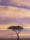 Acacia Trees Silhouetted at Twilight on the Savanna  Masai Mara Game Refuge  Kenya  Africa