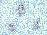 Vascular Bundles and Scattered Parenchyma in the Stem of Dracaena Fragrans
