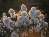 Arctic Cotton Grass (Eriophorum)  a Sedge on the Tundra  Canada