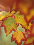 Red Maple Tree Leaves in their Fall Colors  Acer Rubrum  North America