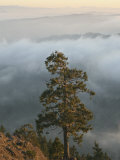 Western Red Cedar on a Ridge in the Western Oregon Coast Range  with Fog in the Valleys Below  USA