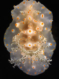 Nudibranch