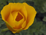 California Poppy (Eschscholzia Californica)  Cambria Bluff  California