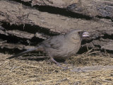 Abert's Towhee  Pipilo Aberti  California  USA