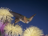 Female Rufous Hummingbird  Selasphorus Rufus  Nectaring at Flowers  Western USA