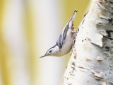 White-Breasted Nuthatch Walking Down a Birch Trunk (Sitta Carolinensis)  North America