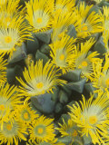 Living Rock or Stone Plants  Pleiospilos Peersii  in Bloom  South Africa